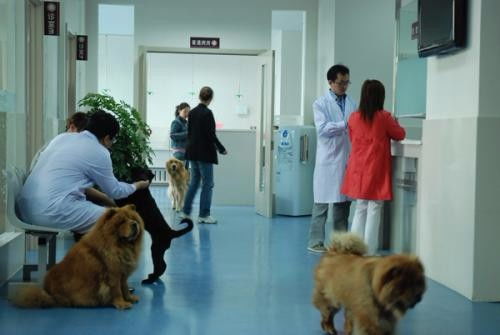 深圳市羅湖田心村24小時寵物醫院上門急診 專業寵物服務，全天候守護愛寵健康