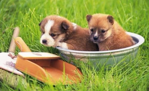 深圳羅湖水庫24小時寵物醫院 全天候守護您的愛寵健康