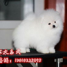 2019寵物市場定價與批發服務指南